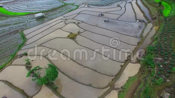 泰国清迈梅柴姆潘培坑梯田稻田视频的预览图
