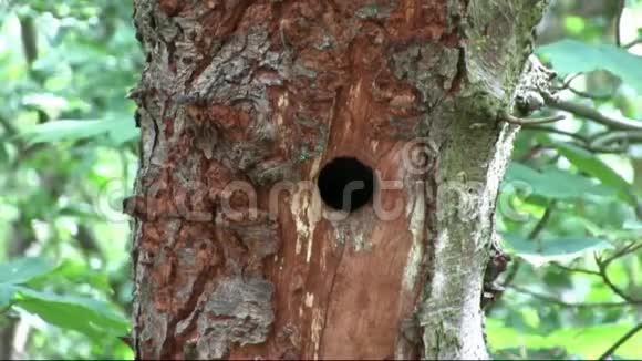 更大的斑点啄木鸟巢视频的预览图