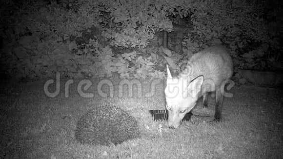 晚上和刺猬一起在郊区花园里玩狐狸视频的预览图