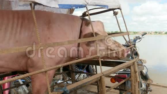 大猪笼子里的猪运送猪粉红猪视频的预览图