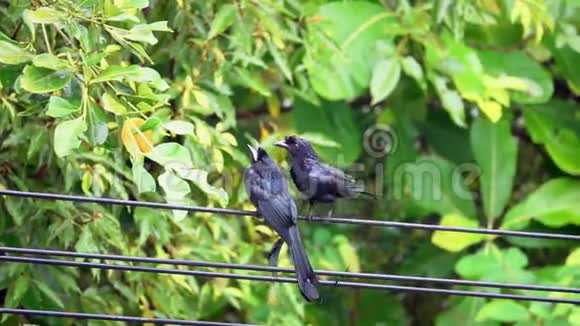 黑色德龙戈鸟DicrurusMacrocerus坐在电力线路电线上城市生活中的动物视频的预览图