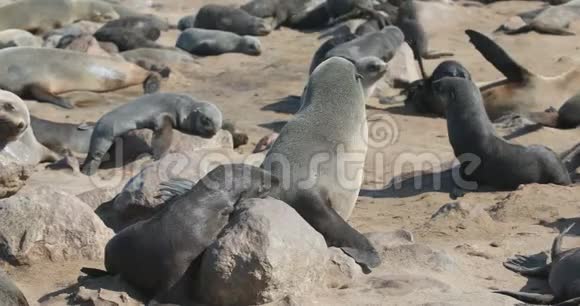 纳米比亚野生动物科罗斯角巨大的棕色毛皮海豹群视频的预览图