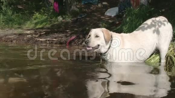 白拉布拉多猎犬与主人FS700奥德赛7Q4K一起潜入湖水视频的预览图