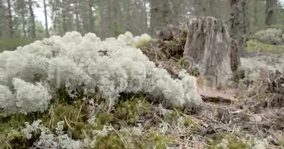 森林里有许多白杯地衣就像棉花一样视频的预览图