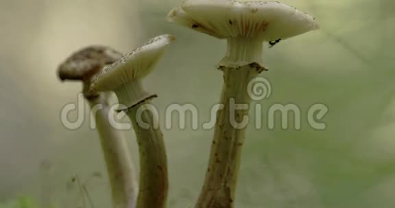 仔细观察白色蘑菇与苍蝇FS700奥德赛7Q4K的茎视频的预览图
