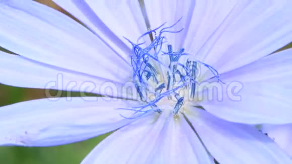 夏季特写中盛开的蓝色花朵视频的预览图