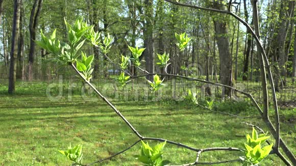 初春芽叶在丁香树枝枝上4K视频的预览图
