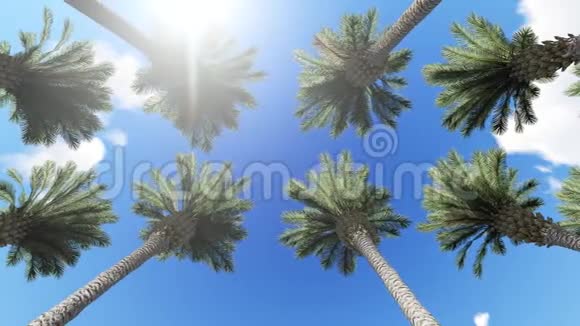 棕榈树天空和飞机飞行的景色视频的预览图