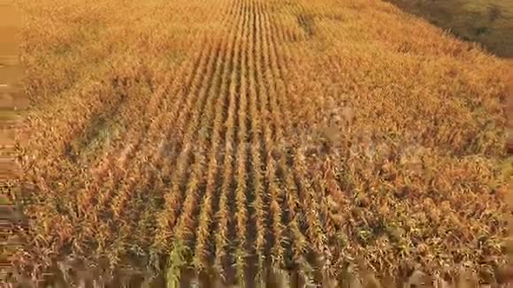 成熟玉米地背景鸟瞰图视频的预览图
