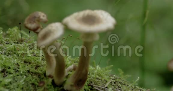 苔藓树干FS700奥德赛7Q4K上的三个白色棕瓦蘑菇视频的预览图