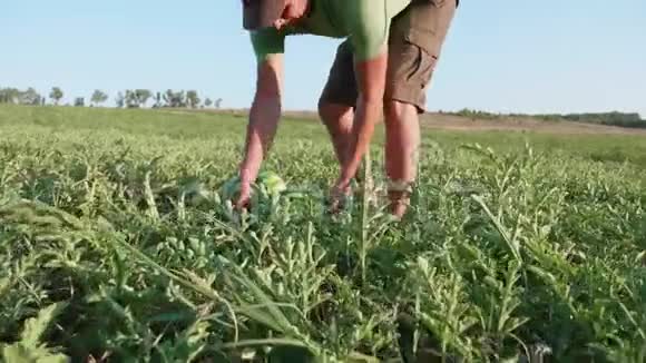 年轻的农民在有机农场收获西瓜作物视频的预览图