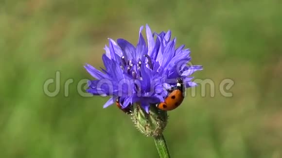 矢车菊上美丽的昆虫瓢虫视频的预览图