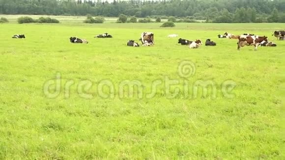 一群奶牛在草地上栖息全景视频的预览图