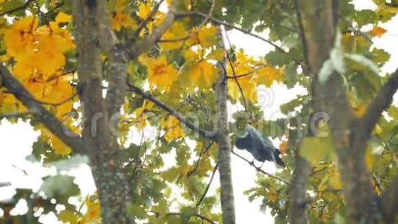 一只黑色的鸟坐在树叶里秋天的橡树叶夏末初秋的阳光透过橡树叶视频的预览图
