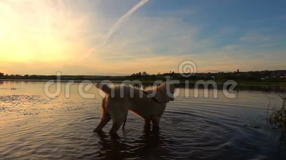 日落时中亚牧羊犬在池塘里游泳动作缓慢视频的预览图
