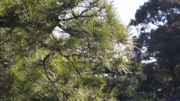 森林和常绿松树在风中移动视频的预览图