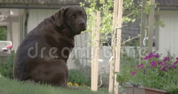 这只可爱的黑色拉布拉多猎犬坐在山上FS700奥德赛7Q4K视频的预览图