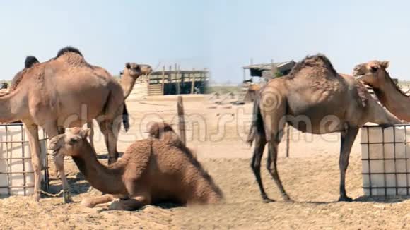 中午沙漠农场的骆驼特写镜头视频的预览图