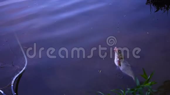 钓鱼漂浮在湖里视频的预览图