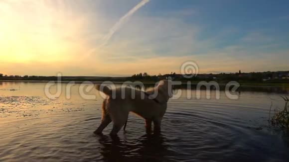 日落时中亚牧羊犬在池塘里游泳动作缓慢视频的预览图