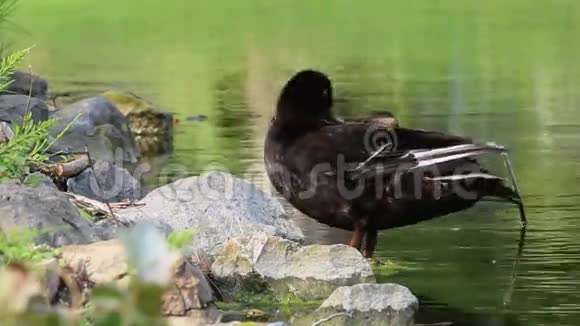 在池塘里清理羽毛的黑鸭视频的预览图