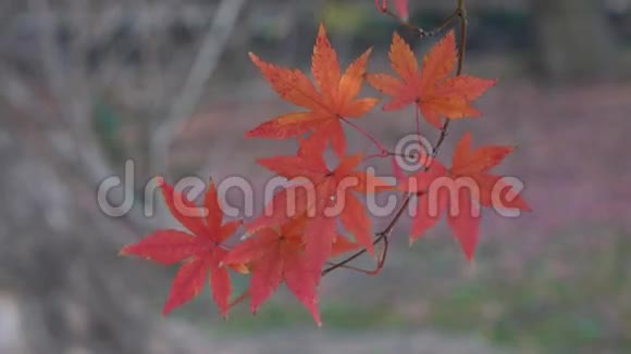 日本Yumoto森林的秋叶视频的预览图