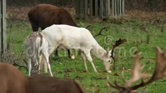 罕见的白浅鹿鹿鹿视频的预览图