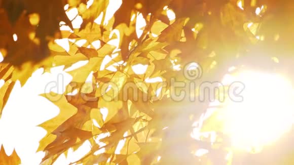 秋天的橙色橡木叶在明亮的阳光下视频的预览图