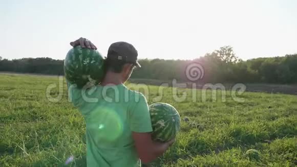 年轻的农民在有机农场收获西瓜作物视频的预览图