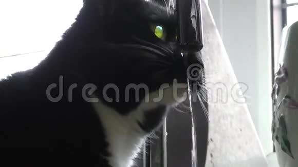 黑白猫从水龙头里喝水视频的预览图