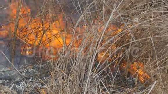 燃草枝近景大自然中危险的野火视频的预览图