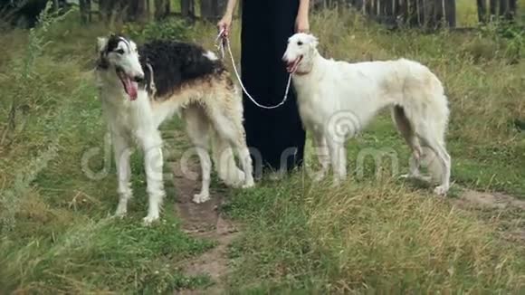 穿着黑色裙子带着两个俄罗斯猎犬的女孩视频的预览图