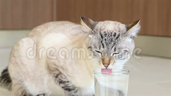 泰国猫在喝水视频的预览图