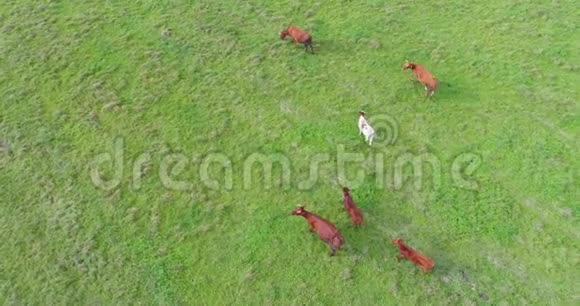 农田奶牛的气摄自然景观视频的预览图