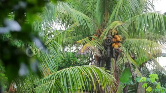 雨天的异国椰子树视频的预览图