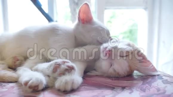 小猫白猫睡在一只红色的小猫身上有趣的宠物友谊慢动作视频视频的预览图