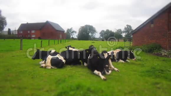 草地上有许多奶牛视频的预览图