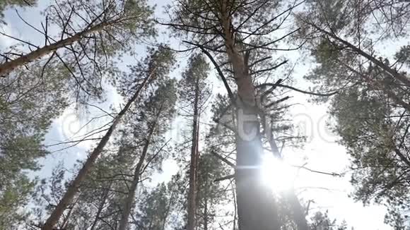 森林里的夏天松树的慢动作视频视频的预览图