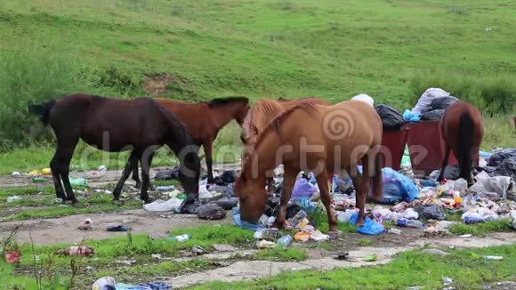 马在垃圾堆里吃垃圾视频的预览图