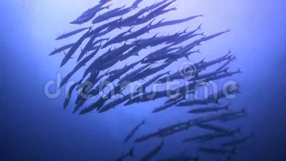 黑鳍巴拉库达斯在蓝色的水里游泳视频的预览图