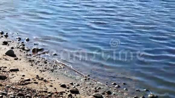 夏天带芦苇的蓝色湖泊水面视频的预览图