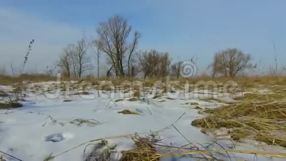 田野里绿草如茵白雪皑皑远离了俄罗斯的枯树冬天的风景在户外稳定视频的预览图