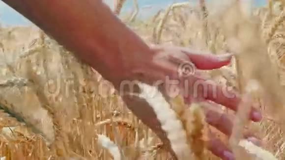 为日落献上小麦视频的预览图