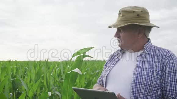 成年农民在玉米地里拿着药片检查庄稼农学家用平板电脑实地考察玉米植株视频的预览图