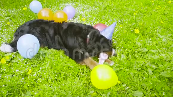 戴节日帽子的狗吃骨头视频的预览图