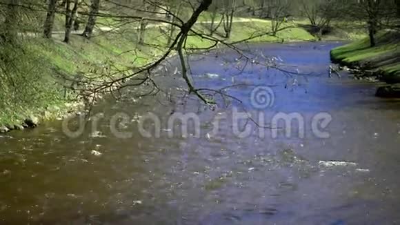 公园里的河流视频的预览图