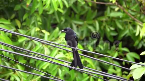 黑色德龙戈鸟DicrurusMacrocerus坐在电力线路电线上城市生活中的动物视频的预览图