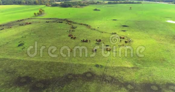 农田奶牛的气摄自然景观视频的预览图