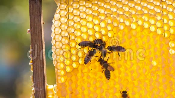 蜂巢上的蜜蜂群视频的预览图