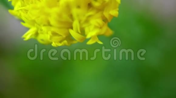 水仙花黄色花移动宏视频的预览图